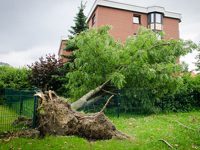 Ein umgestürzter Baum neben einem Gebäude.