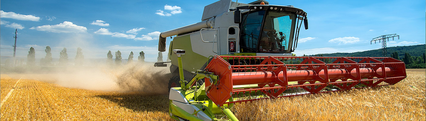 Ein Mähdrescher erntet Getreide auf einem Feld unter blauem Himmel.