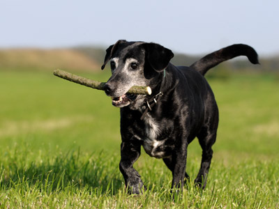 Ein schwarzer Hund, der einen Stock im Maul trägt, läuft über eine grüne Wiese.