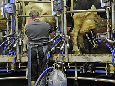 Ein Landwirt melkt Kühe mit einer Melkanlage.