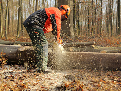 Eine Person mit Kettensäge, die einen Baum im Wald fällt.