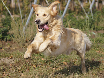 Ein fröhlicher Golden Retriever springt im Freien.