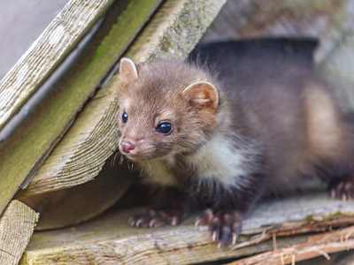 Ein Marder sitzt auf einem Holzstapel.