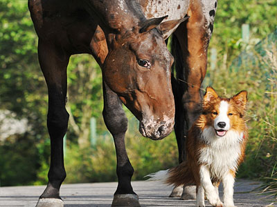Ein Pferd steht neben einem Border Collie, der lächelt.