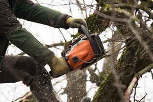 Eine Person schneidet einen Baum mit einer Kettensäge.
