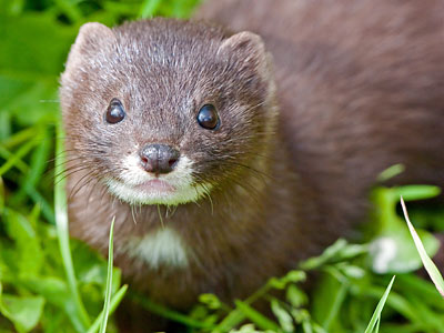 Ein Marder, der im Gras sitzt.