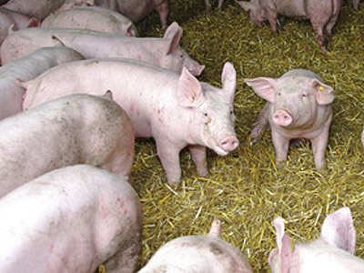 Eine Gruppe von Schweinen in einem Stall mit Stroh.