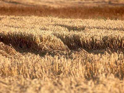Ein Feld mit reifem Weizen.