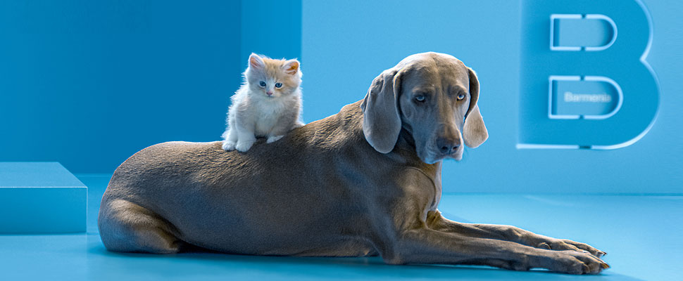 Barmenia - Tier-Krankenversicherung