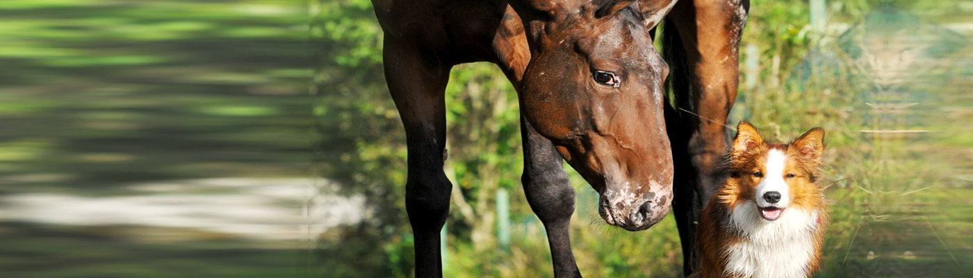 Tierhalterhaftpflicht