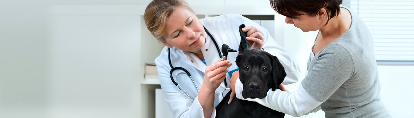 Tierkrankenversicherung