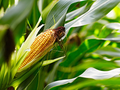 Eine Maispflanze mit einer reifen Kolben.
